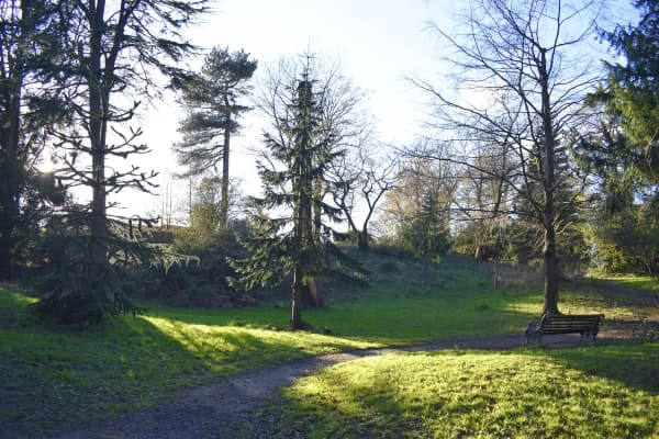 A sunlit country park with mature trees, a winding path and an empty bench